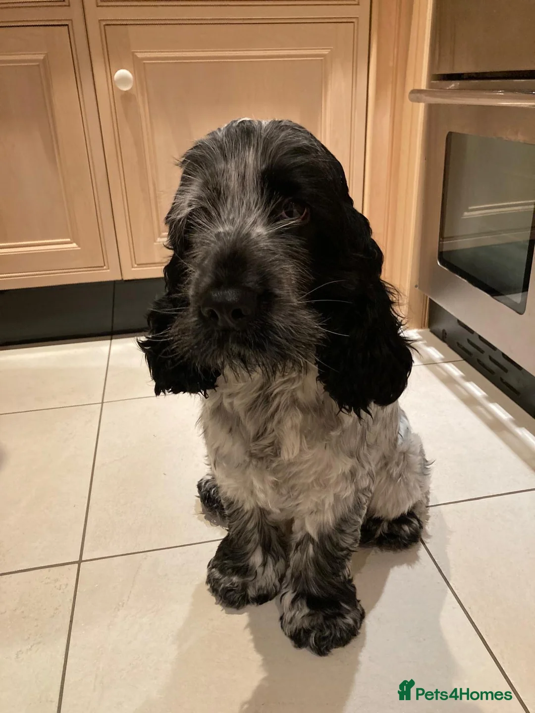 Cocker Spaniel dogs for stud:  KC Show line Blue Roan Cocker spaniel Stud - Advert 2