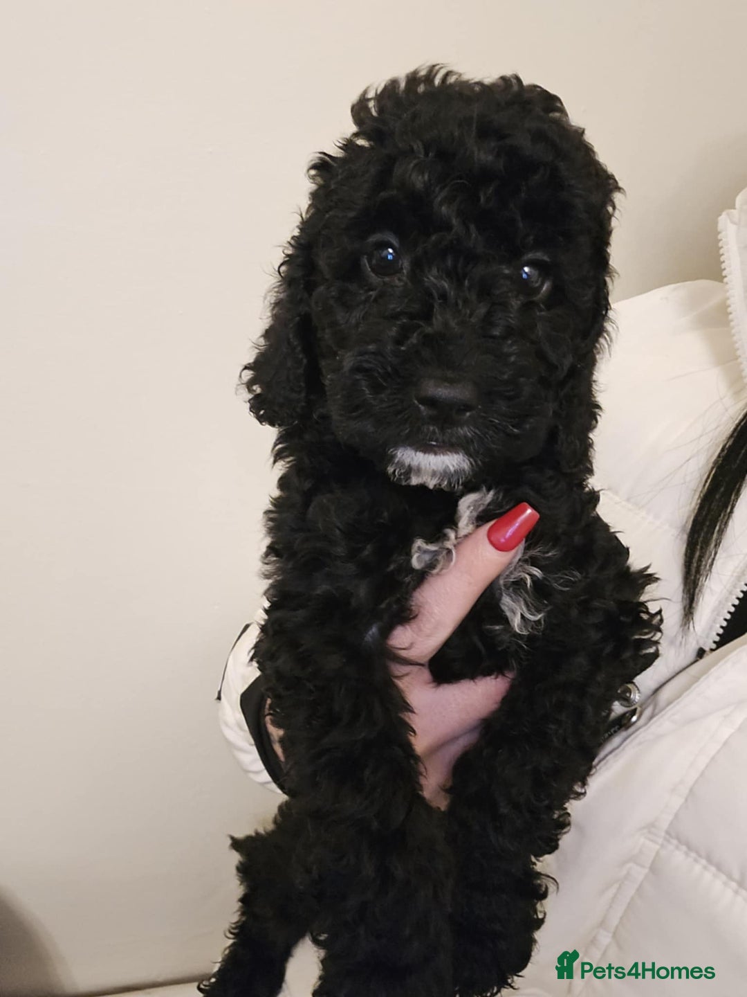 Goldendoodle dogs for sale: Goldendoodle - Advert 8