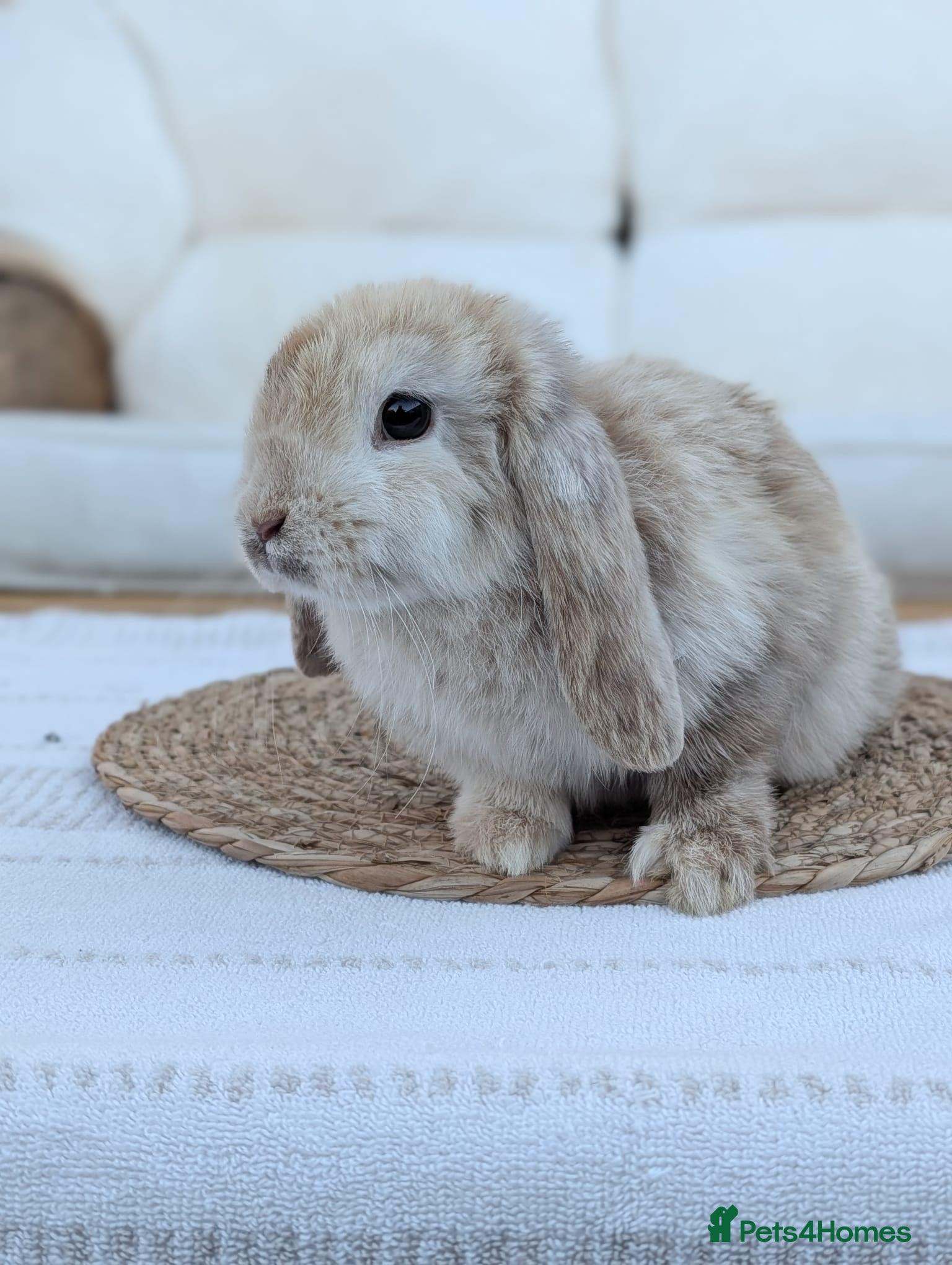 Mini Lop rabbits Mini lop rabbit  - Advert 15