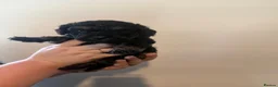 Cockapoo dogs for sale: 🐶unique cockapoo puppies🐶 in Stevenage - Advert 6