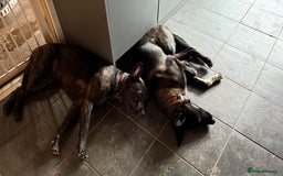 Mixed Breed dogs for sale: Snoop - Border Collie X German Shepherd  - Image 15