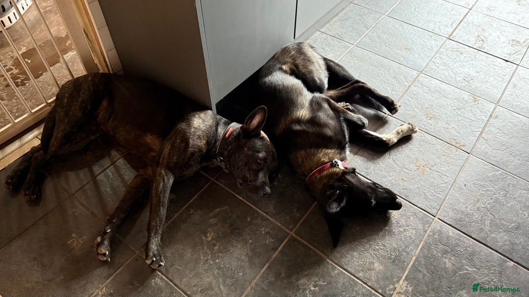 Mixed Breed dogs for sale: Snoop - Border Collie X German Shepherd  - Image 15