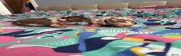 Miniature Dachshund dogs for sale: Dapple miniature dachshunds  - Advert 5