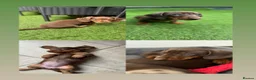 Miniature Dachshund dogs for sale: ONLY 2 LEFT!! KC Miniature Dachshund Puppies - Advert 5