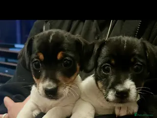 Jack Russell dogs Short legged Jack Russell puppies - Advert 7