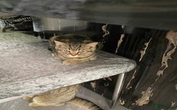 British Shorthair cats for sale: BSH Pedigree Chunky Kittens Chocolate/Gold striped - Image 11