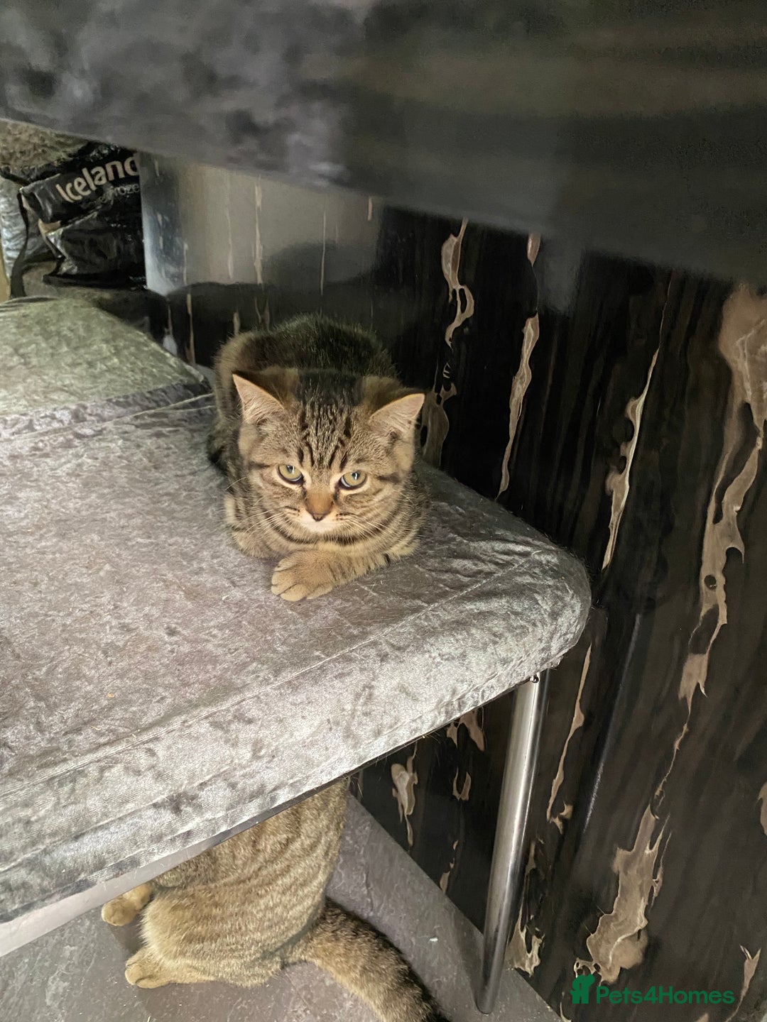British Shorthair cats for sale: BSH Pedigree Chunky Kittens Chocolate/Gold striped - Image 11