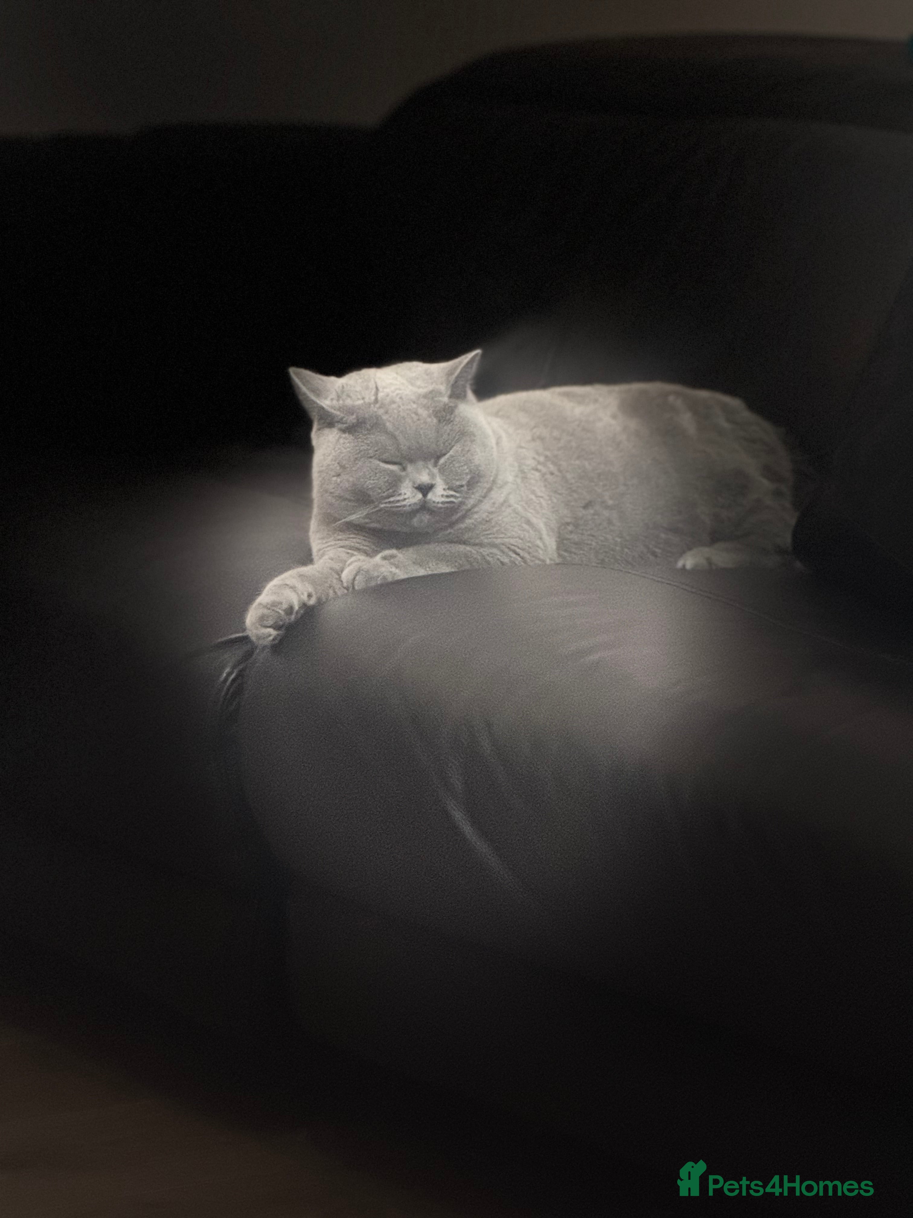 British Shorthair cats British shorthair male pedigree - Advert 1