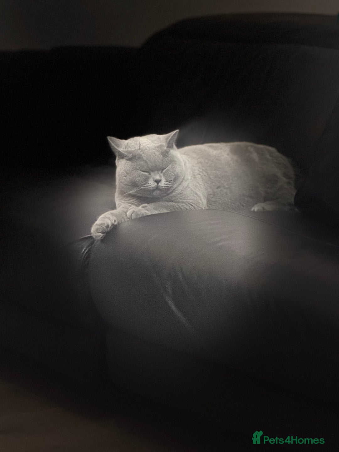 British Shorthair cats for sale: British shorthair male pedigree - Advert 5