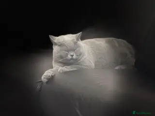 British Shorthair cats British shorthair male pedigree - Advert 1