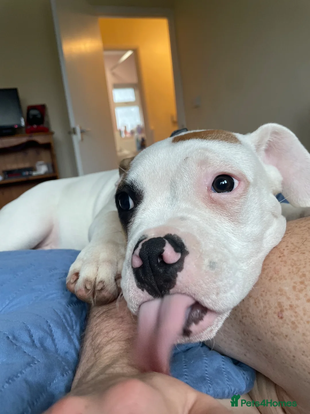 Mixed Breed dogs for sale: Casper the American bully  in Northampton - Advert 2