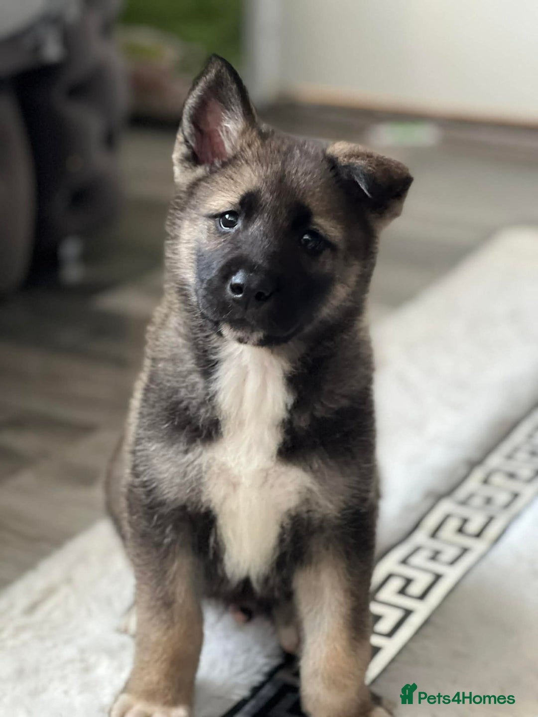 Huskita dogs for sale: For sale puppies  - Advert 2