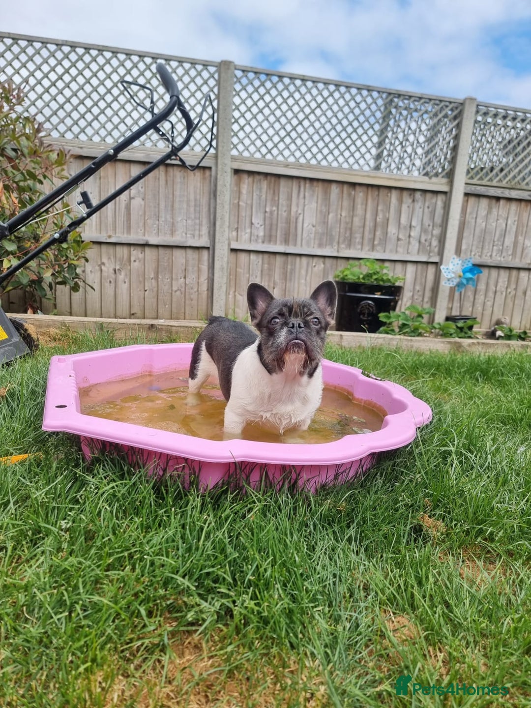 French Bulldog dogs for sale: Pink floodle producer Male - Image 5
