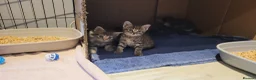 Mixed Breed cats for sale: 5 kittens *2boys**3 girls* available 31st May - Advert 11