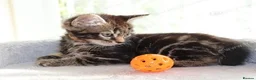 Mixed Breed cats for sale: Tabby kittens ready Now  - Advert 11