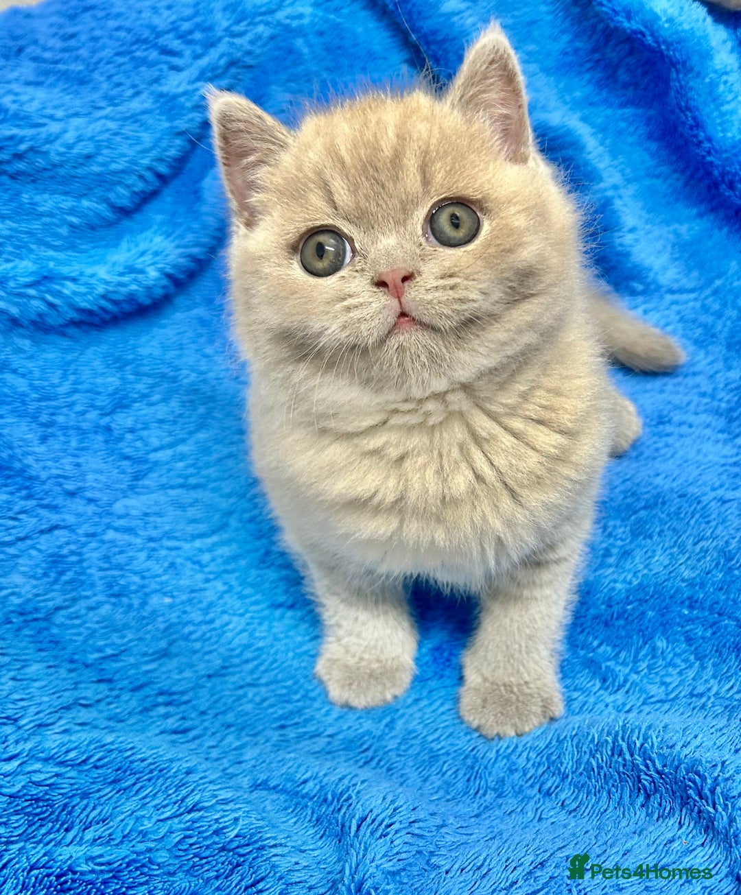 British Shorthair cats for sale: GCCF British Shorthair for Sale - Advert 31