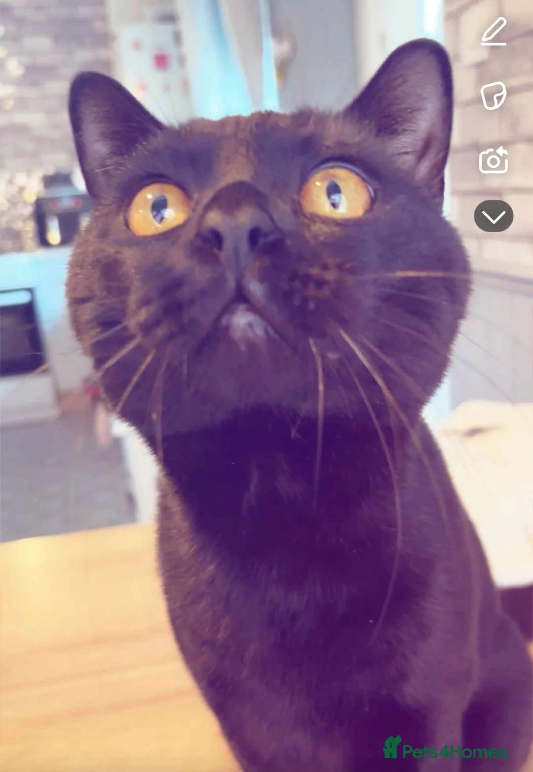 British Shorthair cats for sale: British short hair boy age 2 years   in Sheffield - Advert 2