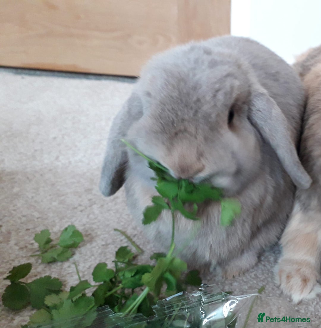 Mini Lop rabbits for sale: Two bonded female mini lops - Image 6