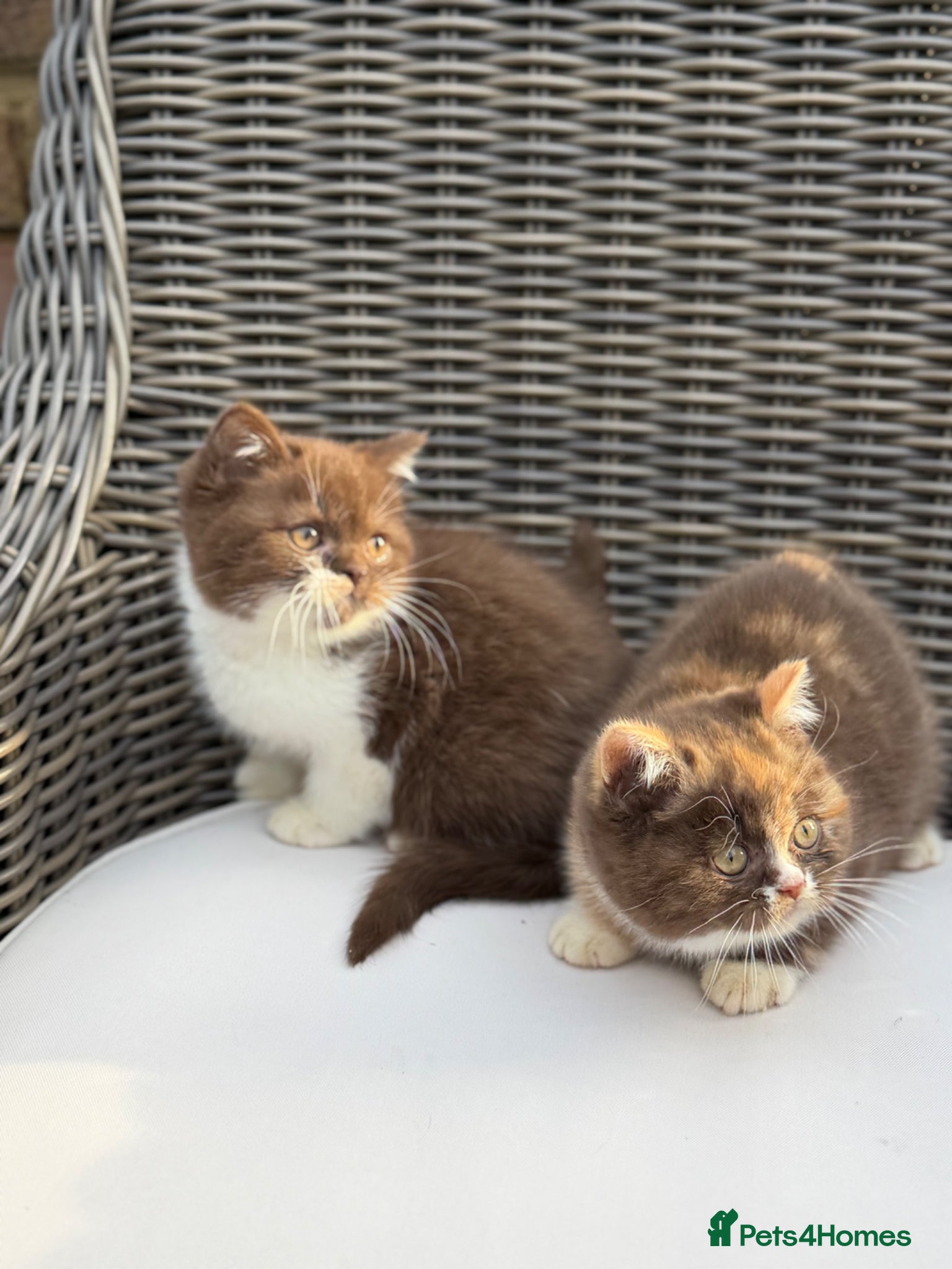 British Shorthair cats Full Pedigree/Registered BSH from £995 - Advert 1