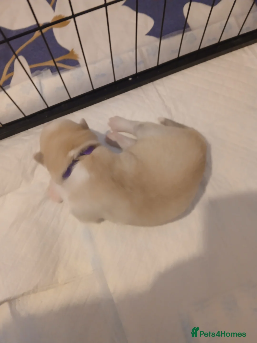 Siberian Husky dogs for sale: 1 SIB HUSKY GIRL LEFT CAN LEAVE 12/02/26 - Advert 33