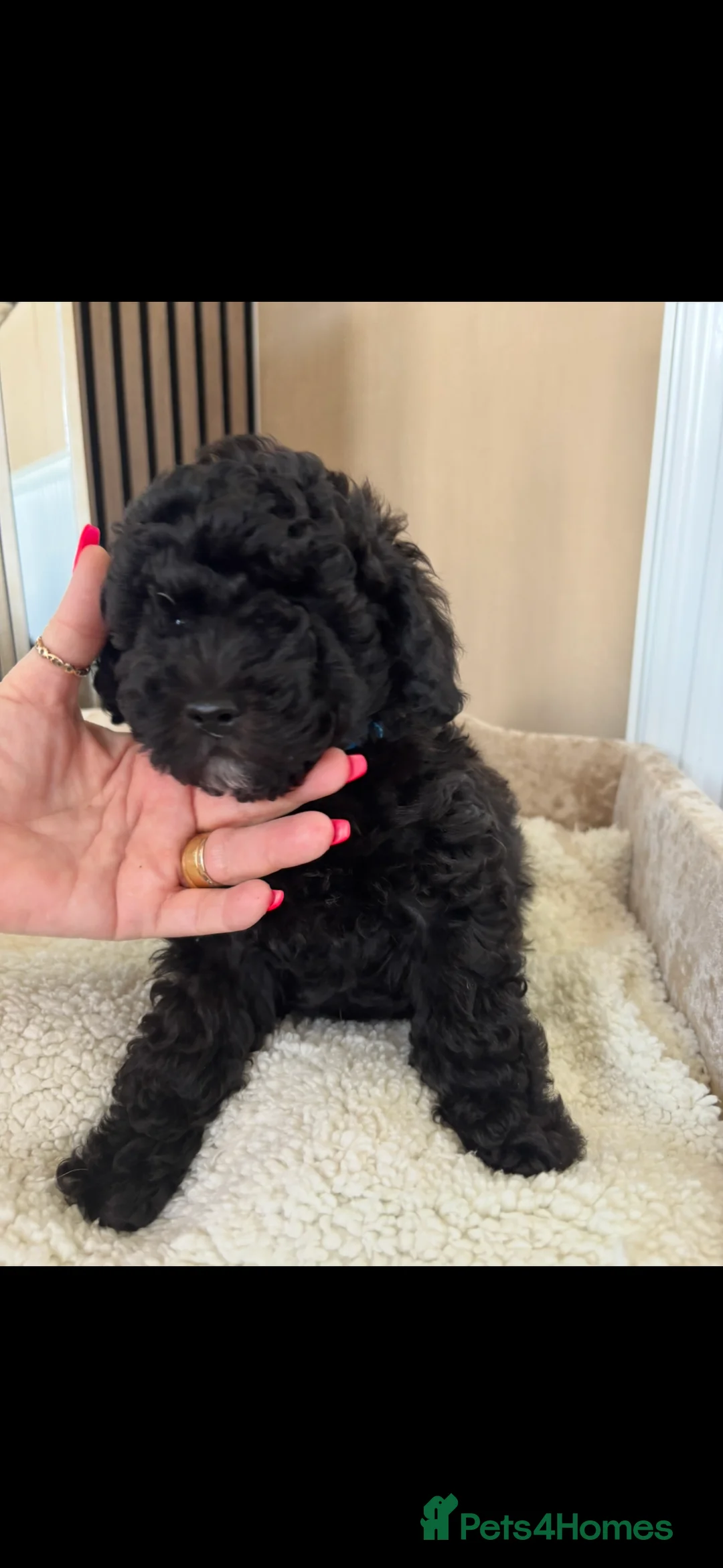 Toy Poodle dogs for sale: Two beautiful little poochons  - Advert 4
