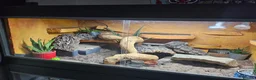 Bearded Dragon reptiles for sale: 2yr old Female bearded dragon Red Translucent - Advert 9