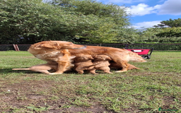 Mini Goldendoodle dogs for sale: F1 Goldendoodle puppies  - Image 25