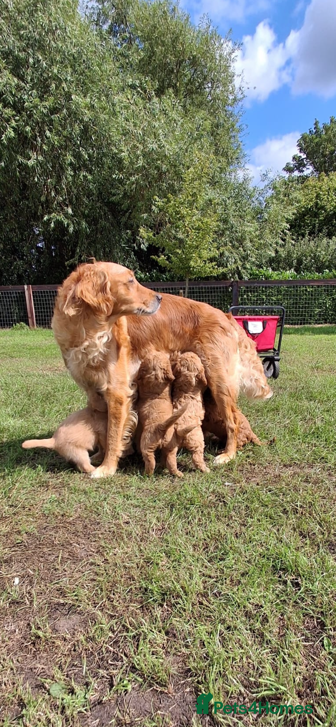 Mini Goldendoodle dogs for sale: F1 Goldendoodle puppies  - Image 25