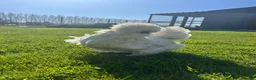 Chickens poultry for sale: 6x Silkies USA Hatching Eggs Collection OrDelivery - Advert 10