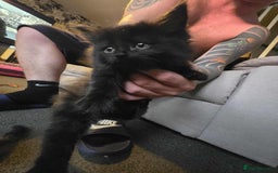 British Longhair cats for sale: Longhair kittens - Image 1