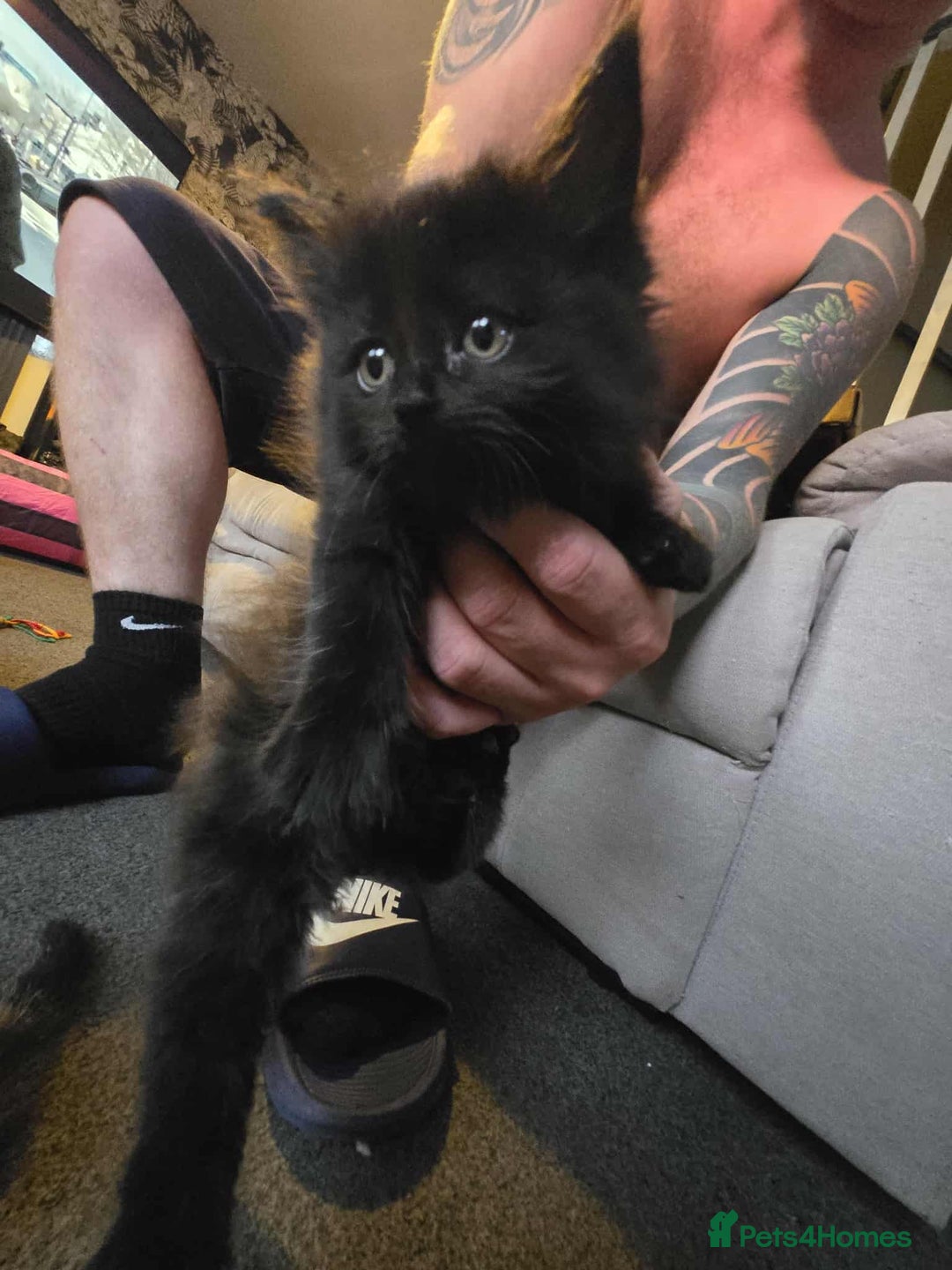 British Longhair cats for sale: Longhair kittens - Image 1