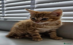 Maine Coon cats for sale: Kittens - Image 3