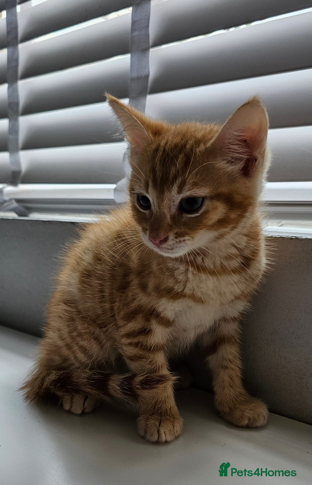 Maine Coon cats for sale: Kittens - Image 3