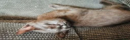 Mixed Breed cats for sale: 4 Boys Available  - Advert 12