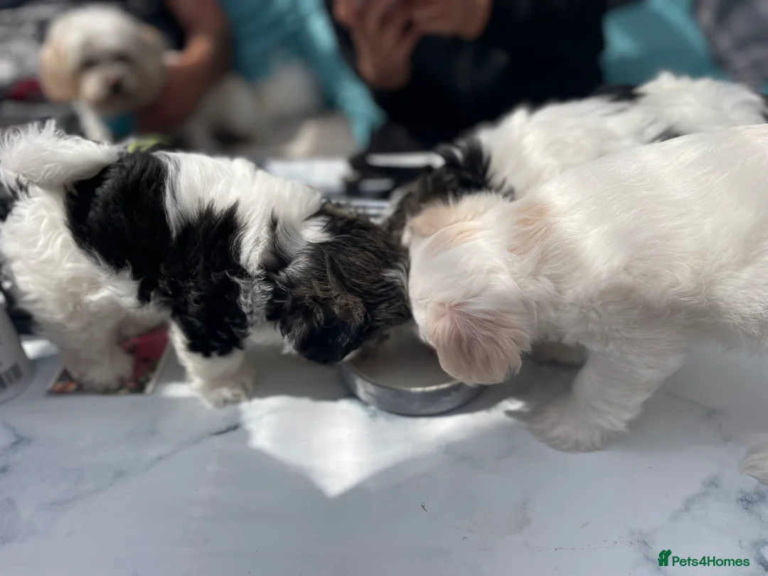 Maltese dogs for stud: Already proven Maltese for stud in Kelso - Advert 8