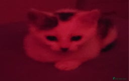 Mixed Breed cats for sale: Gorgeous Harlequin X Tabby Girls in Southport - Image 13