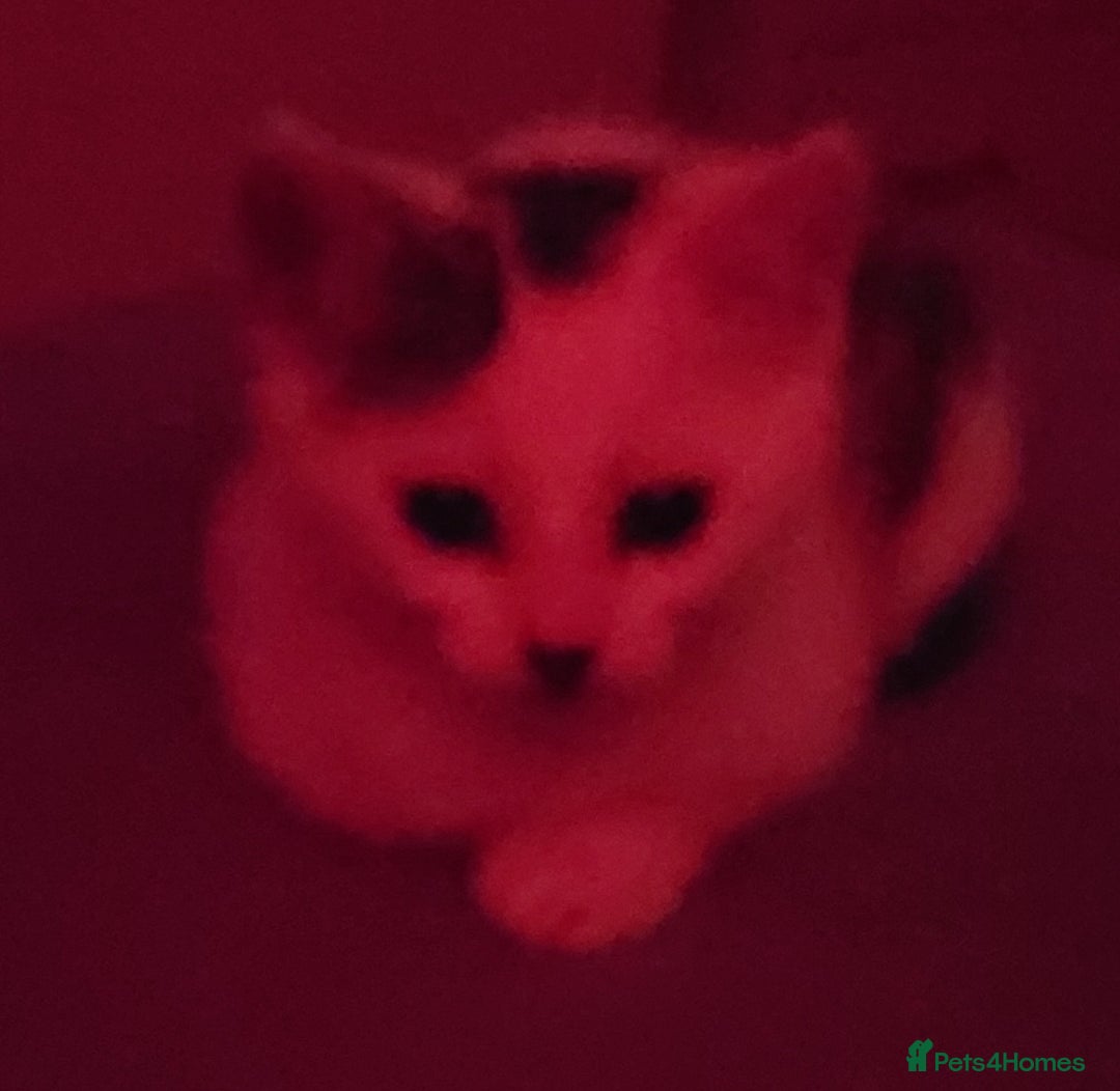 Mixed Breed cats for sale: Gorgeous Harlequin X Tabby Girls in Southport - Image 13