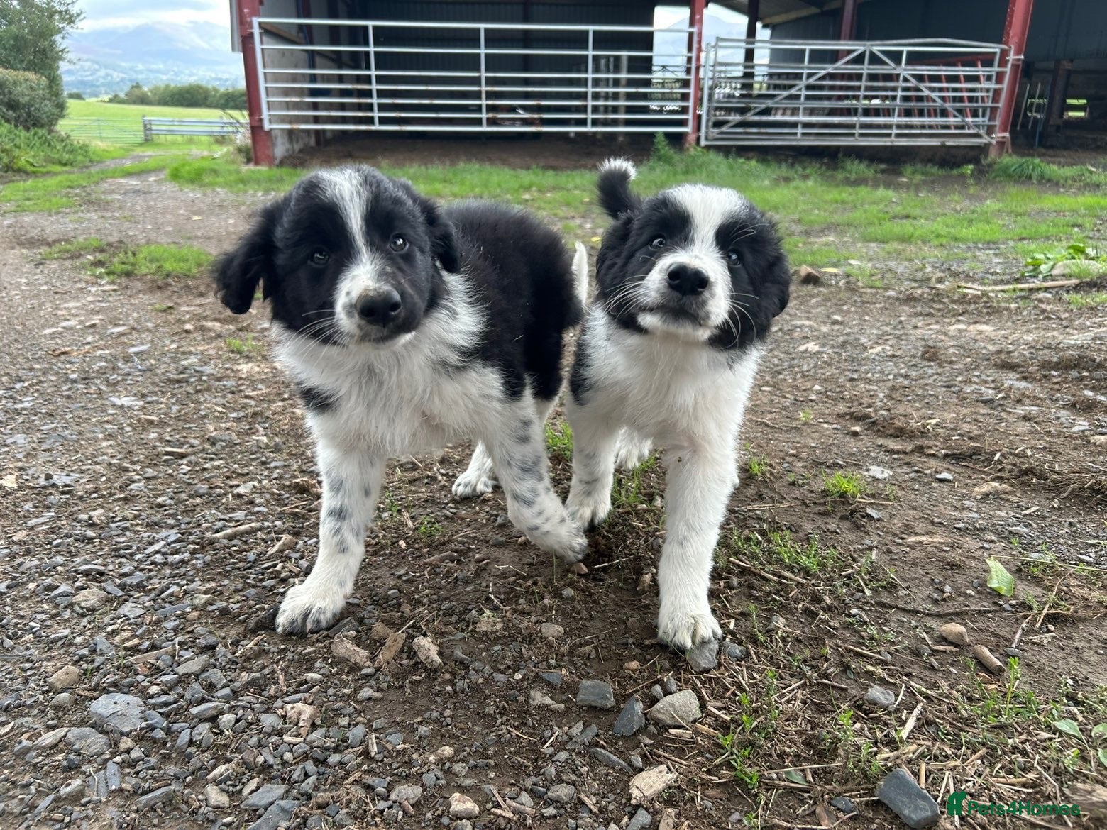 Border Collie dogs 2 border collie Pups- Ready to go now! - Advert 2