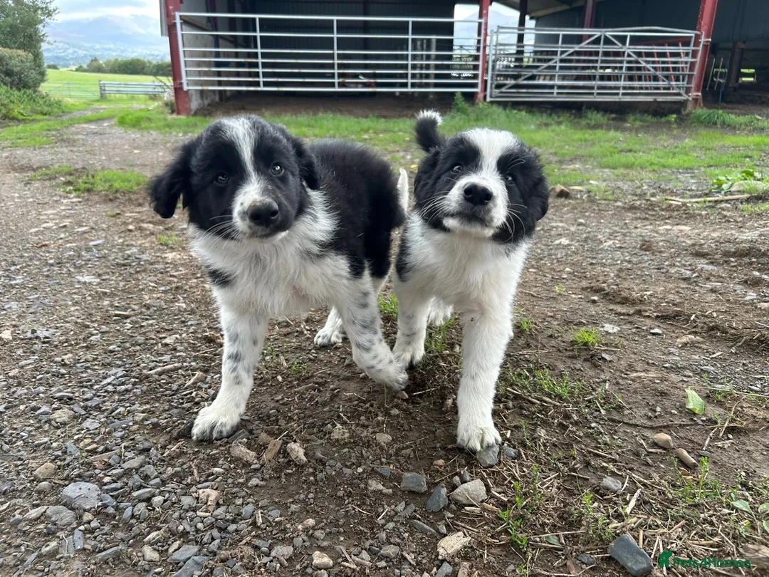 Border Collie dogs for sale: 2 border collie Pups- Ready to go now! - Advert 1