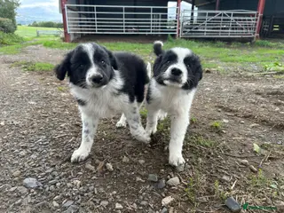 Border Collie dogs 2 border collie Pups- Ready to go now! - Advert 2