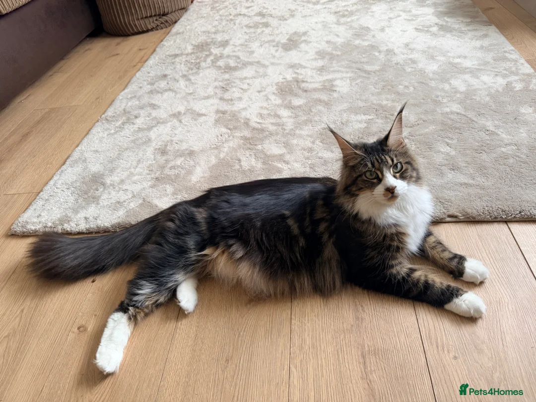 Mixed Breed cats for sale: Expecting- Ginger girl & a full Mainecoon girl - Advert 4