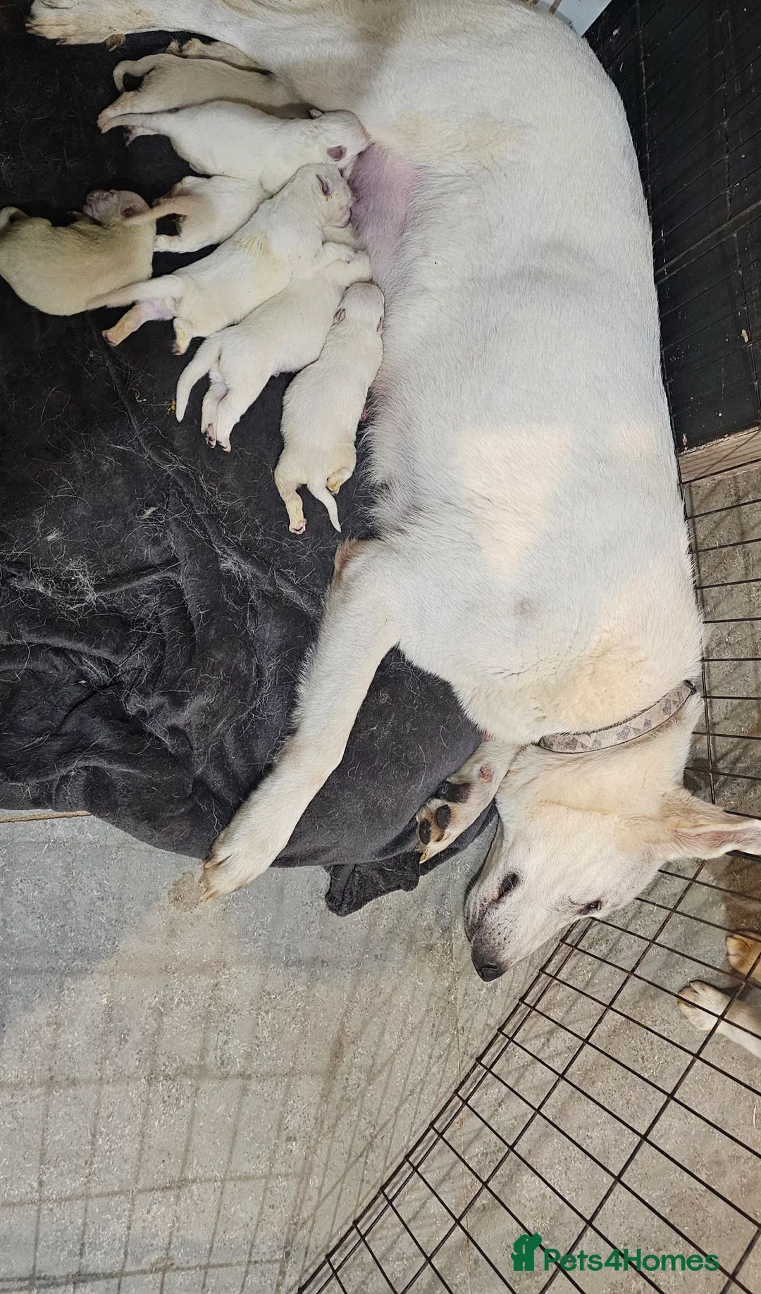 German Shepherd dogs for sale: White german shepherd pup  - Advert 2