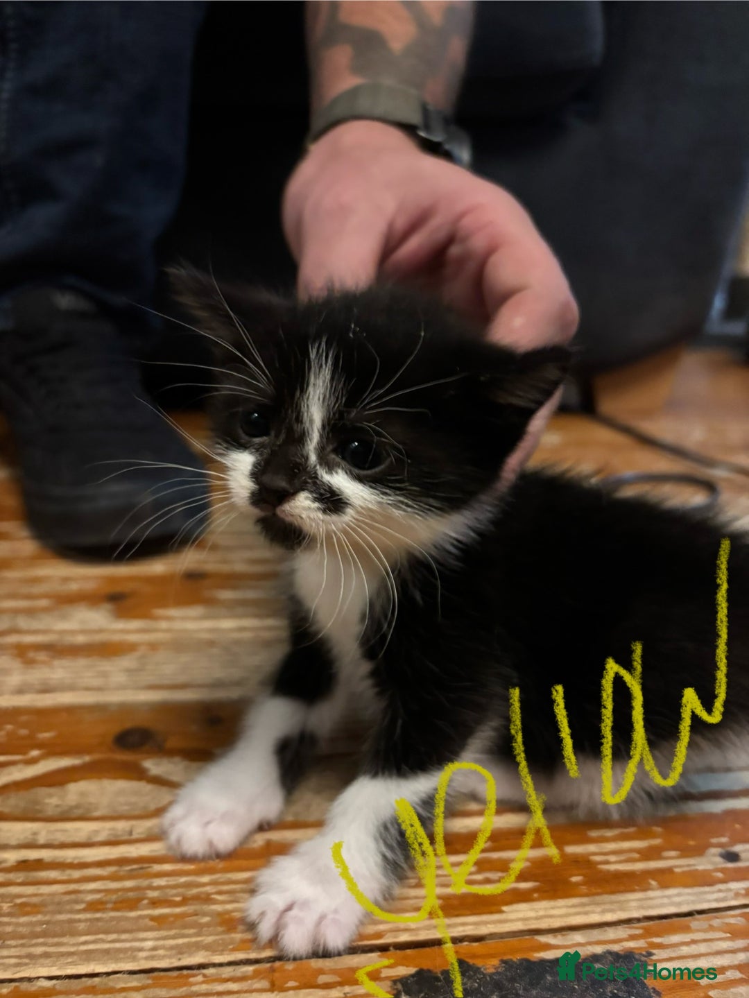 Mixed Breed cats for sale: Beautiful friendly litter of 6 tuxedo kittens - Advert 7