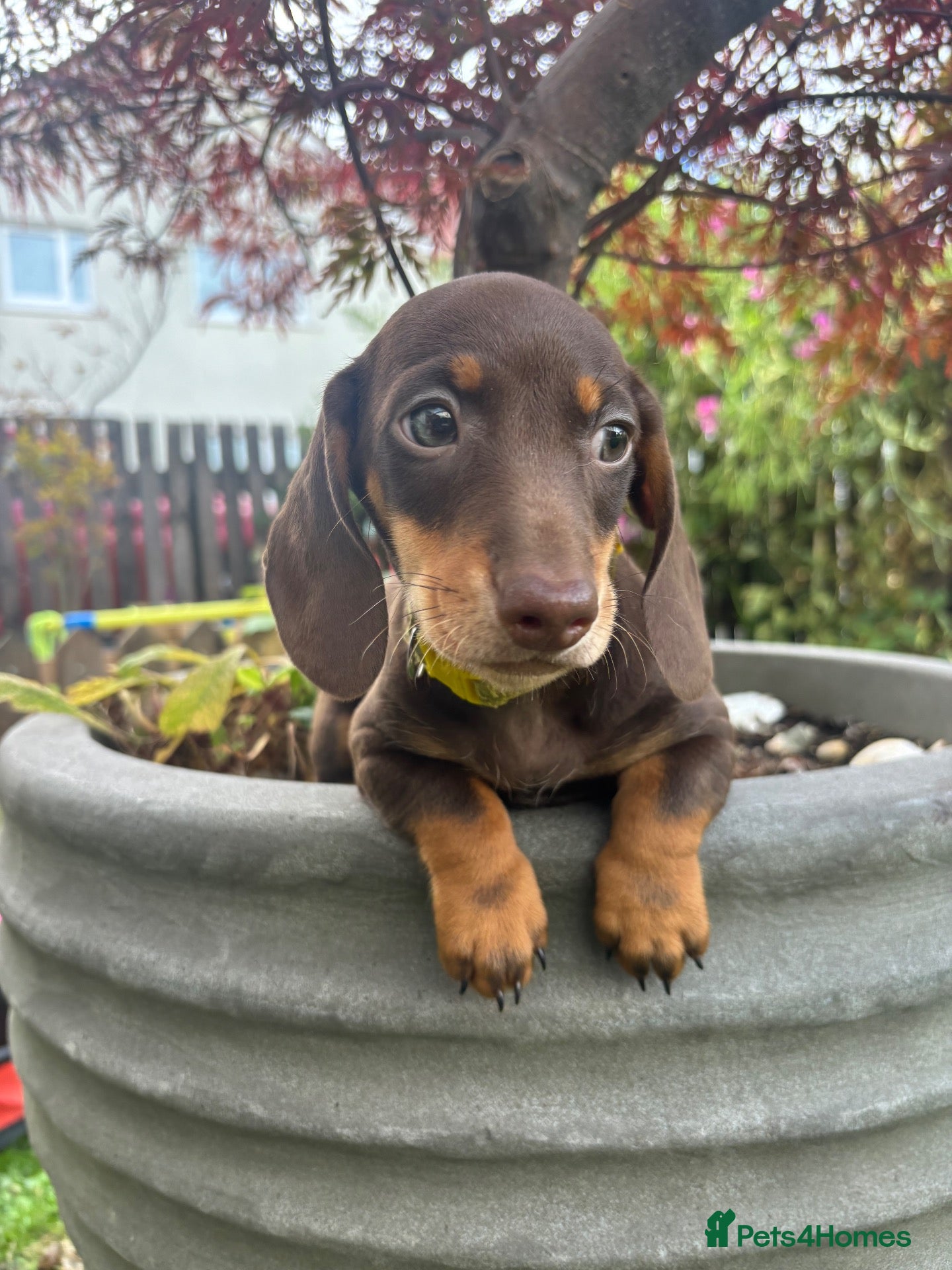 Dachshund dogs Beautiful Dachshund puppies  - Advert 14