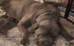 Mixed Breed dogs for sale: Cane Corso x Neo mastiff - Image 2