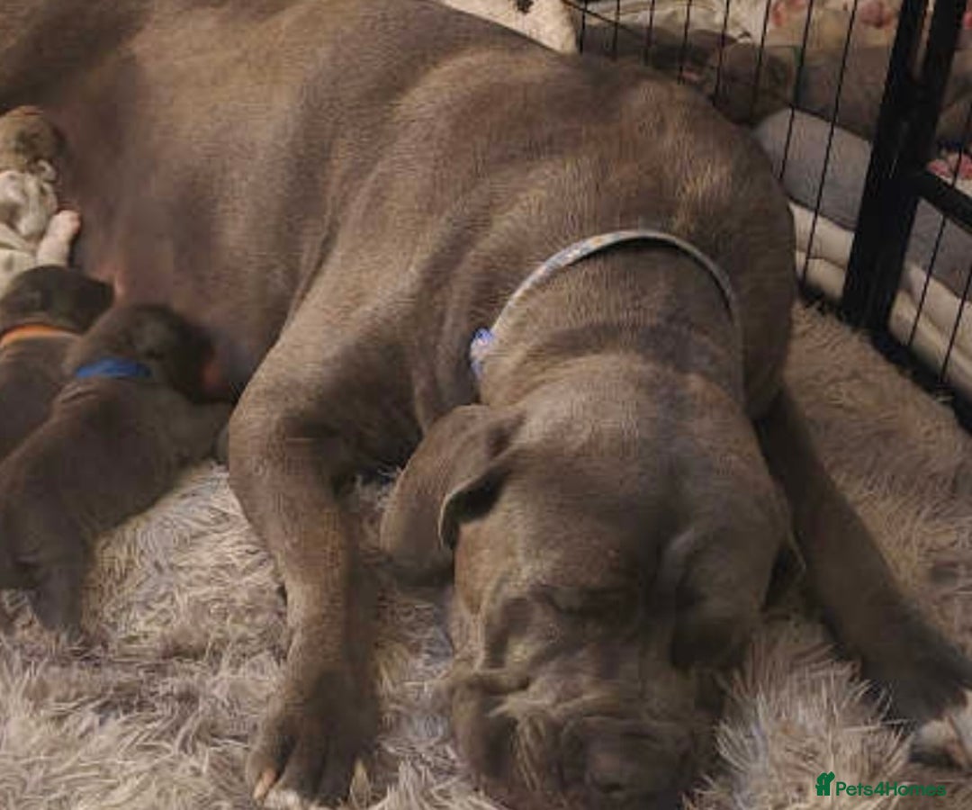 Mixed Breed dogs for sale: Cane Corso x Neo mastiff - Image 2