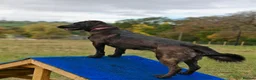 Mixed Breed dogs for adoption: MAISIE –   4 Years Old, Mixed Breed Girl  in Stanley - Advert 5