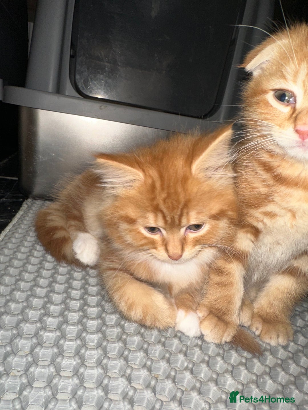 Scottish Fold cats for sale: Ginger Scottish fold/straights - Advert 21