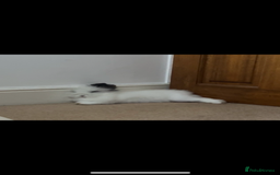 Lionhead rabbits for sale: LionHead Bunny - Image 2