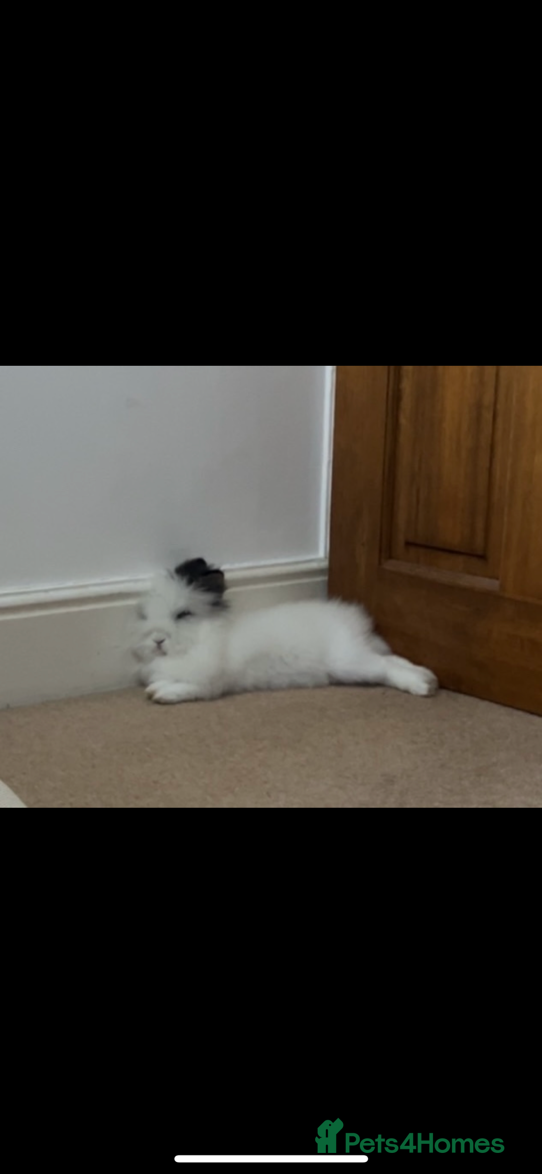 Lionhead rabbits for sale: LionHead Bunny - Image 2